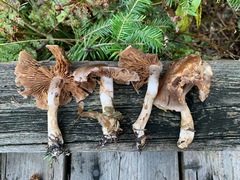 Cortinarius anomalus