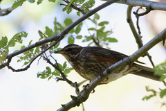 Turdus iliacus coburni