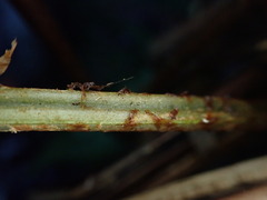 Dryopteris mauiensis