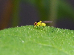 Liriomyza