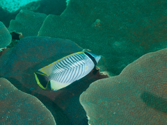 Chaetodon trifascialis