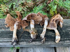 Cortinarius anomalus