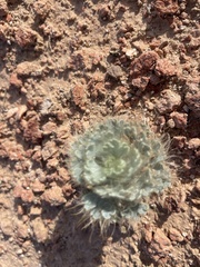 Arctomecon californica