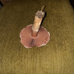 Stropharia coronilla