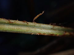 Dryopteris mauiensis
