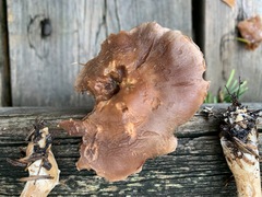 Cortinarius anomalus