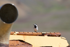 Motacilla alba alba