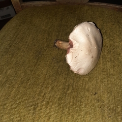 Stropharia coronilla