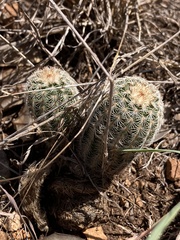 Echinocereus reichenbachii caespitosus