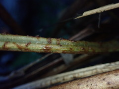 Dryopteris mauiensis