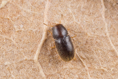 Sulcacis