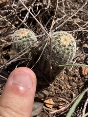 Echinocereus reichenbachii caespitosus