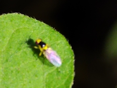 Liriomyza