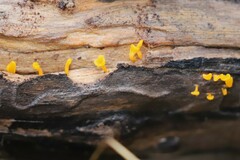 Dacrymyces spathularia