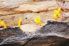 Dacrymyces spathularia