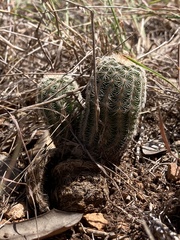 Echinocereus reichenbachii caespitosus