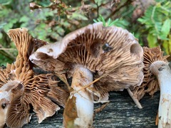Cortinarius anomalus