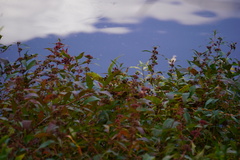 Decodon verticillatus