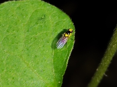 Liriomyza