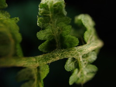Dryopteris mauiensis