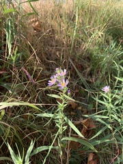 Symphyotrichum chilense