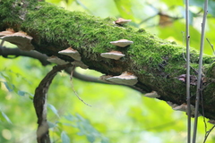 Daedaleopsis confragosa