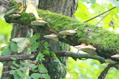 Daedaleopsis confragosa