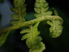 Dryopteris mauiensis