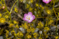 Drosera stricticaulis