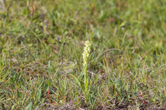 Platanthera hyperborea