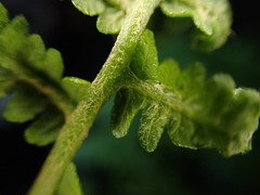 Dryopteris mauiensis