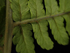 Dryopteris mauiensis