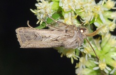 Agrotis gladiaria
