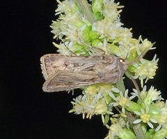 Agrotis gladiaria
