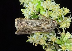 Agrotis gladiaria
