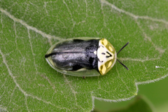 Physonota