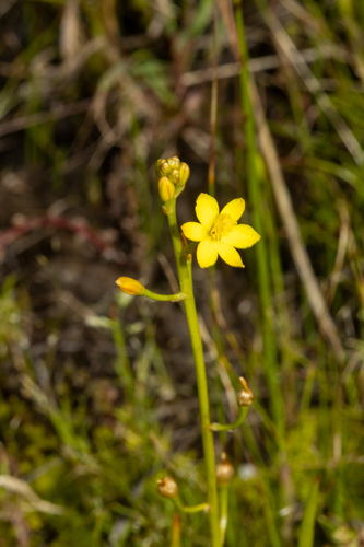 Bulbine semibarbata