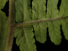 Dryopteris mauiensis