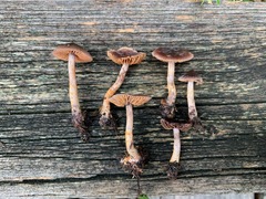 Cortinarius anthracinus