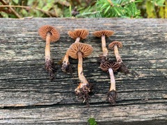 Cortinarius anthracinus