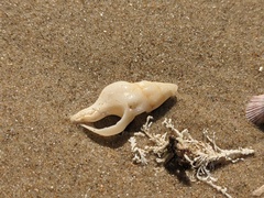 Nodopelagia brazieri