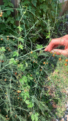 Asparagus officinalis
