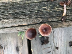 Cortinarius anthracinus