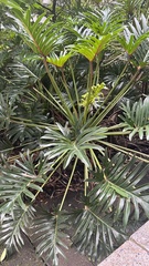 Thaumatophyllum