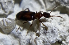 Anthicidae