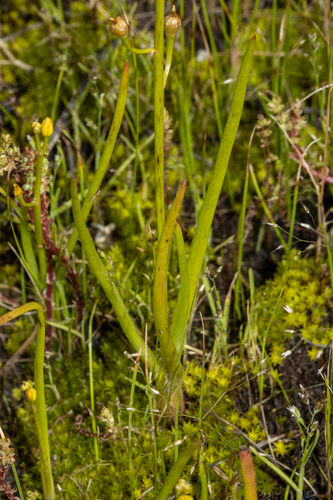 Bulbine semibarbata