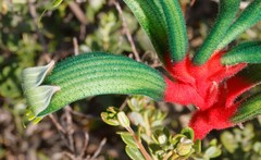 Anigozanthos manglesii