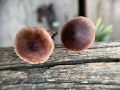 Cortinarius anthracinus