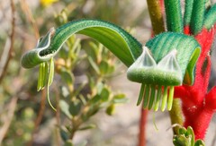 Anigozanthos manglesii