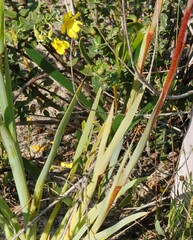 Anigozanthos manglesii
